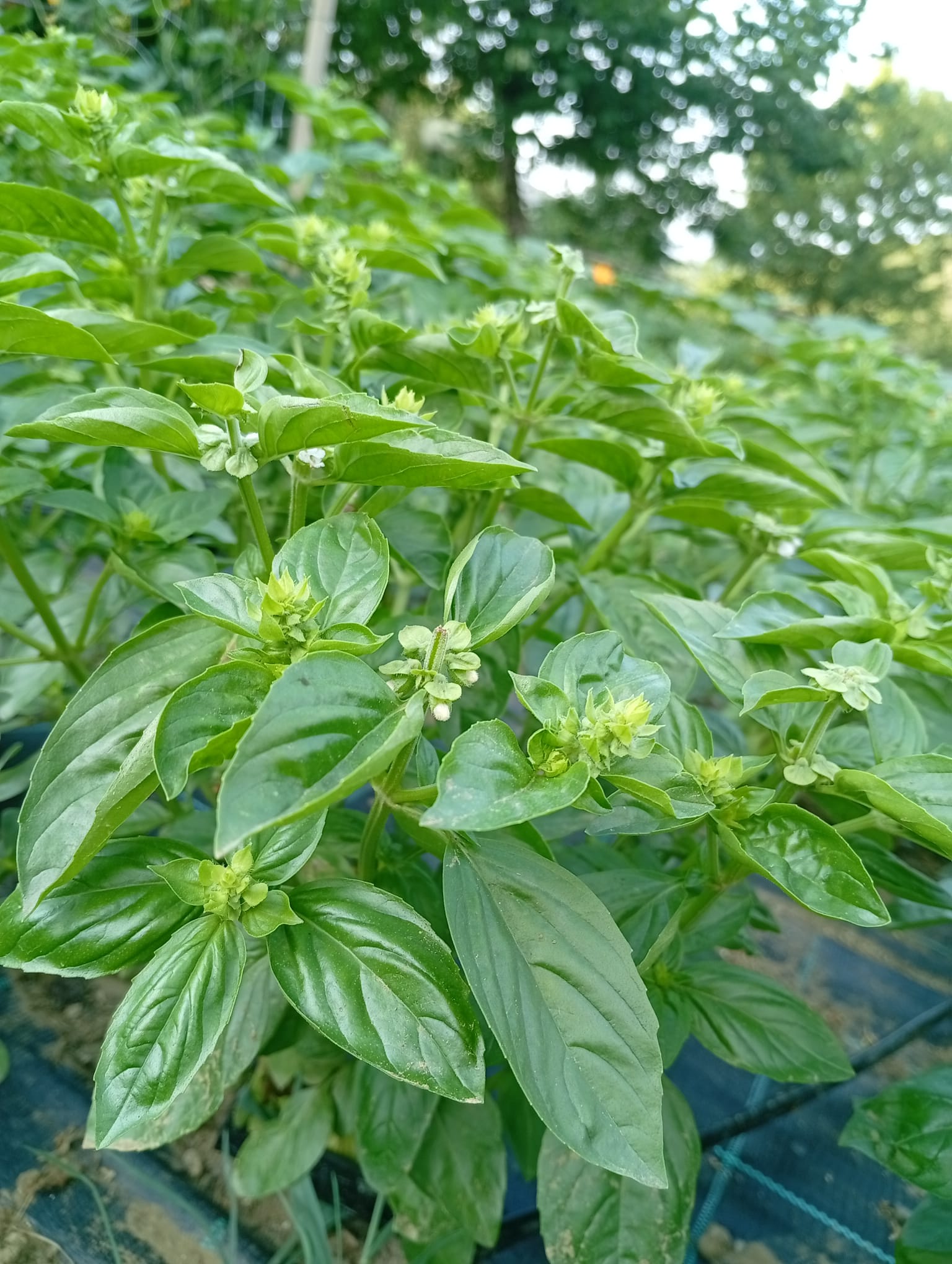 Basilico coltivato nell'orto