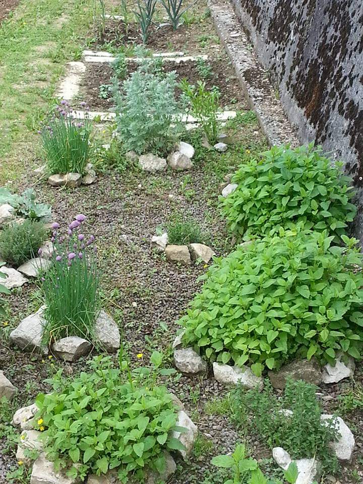 Coltivazioni di erbe aromatiche nell'orto dell'agriturismo